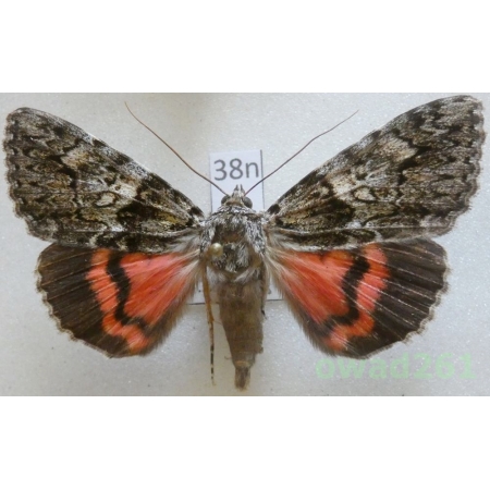 Catocala promissa (Denis & Schiffermüller, 1775) Czech38n